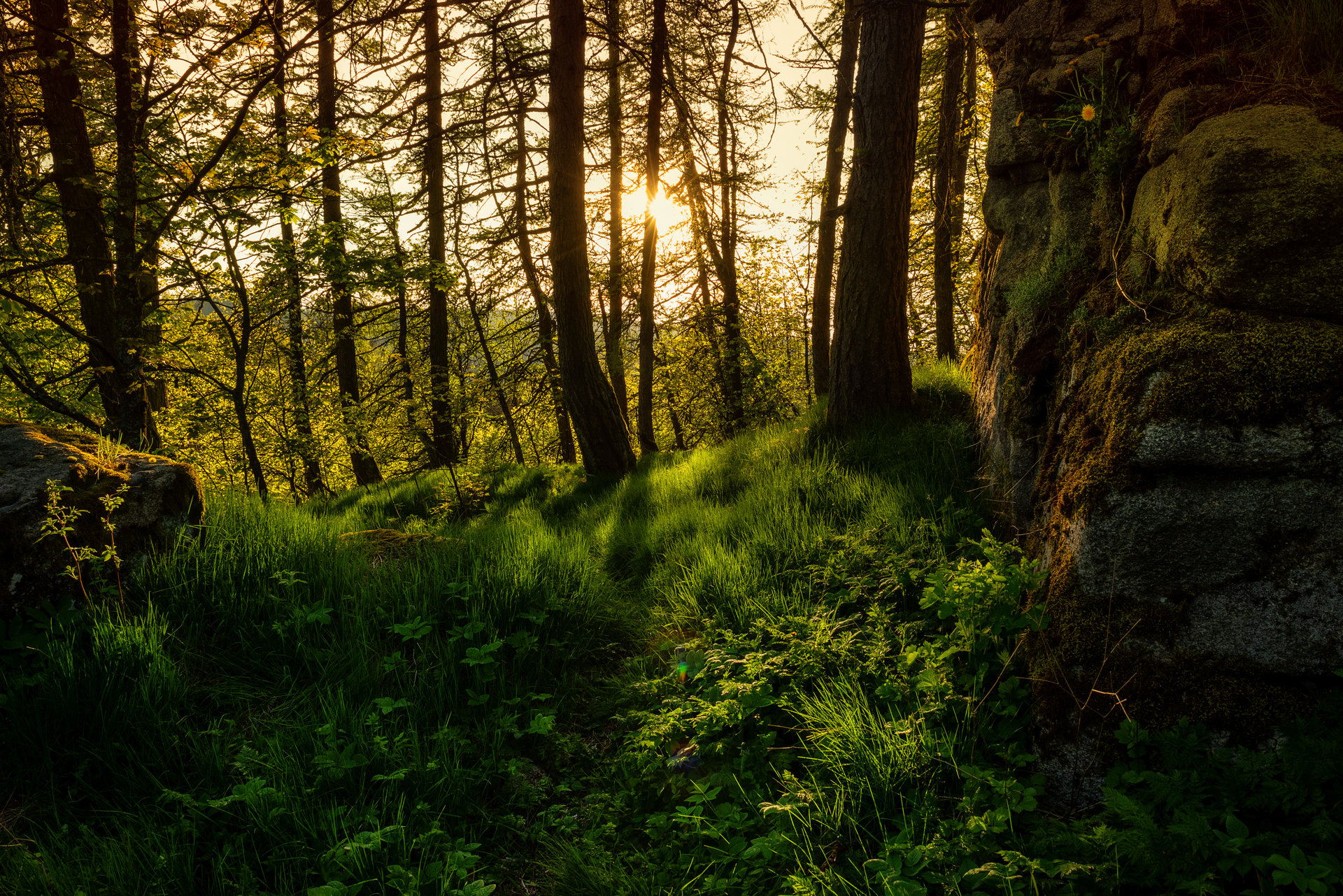 Prairie ensoleillée au coucher du soleil
